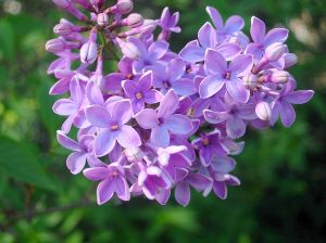 Lilac Bush