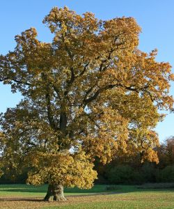 Bulfer Tree Farm