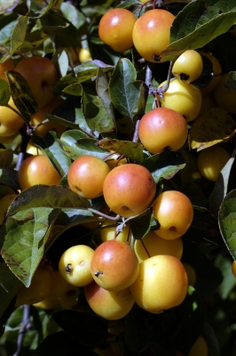 Crab Apple Tree