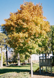 Maple Tree