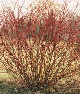 Red Twig Dogwood