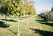 Norway Maple Trees