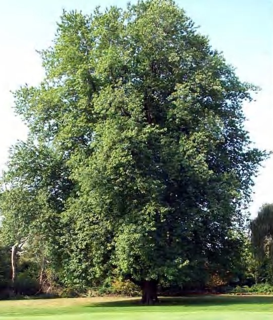 Silver Maple Tree