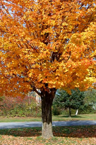Sugar Maple Tree