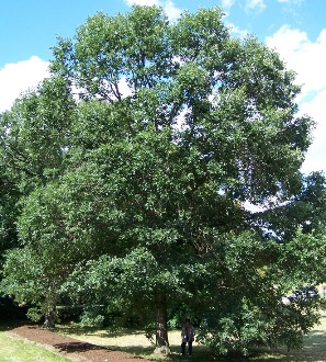 White Swamp Oak