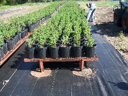 Seedling Spruce Trees